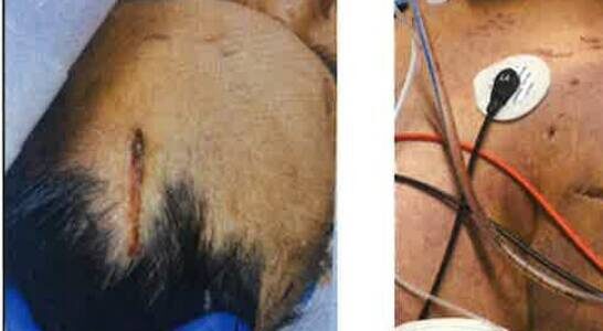 Photographs of Esther Arunong’s injuries. (Photo from court documents)