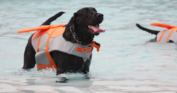 Photo by Bailey Jo Josie/Sound Publishing.
The annual Pooch Plunge returns this weekend, where dogs of all shapes and sizes get to take a dip at Henry Moses Aquatic Center before it’s closed down for the season. Photo by Bailey Jo Josie/Sound Publishing.