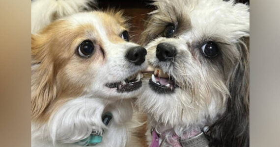 The Animal Health Care Center offers personalized care plans tailored to each pet and owner.