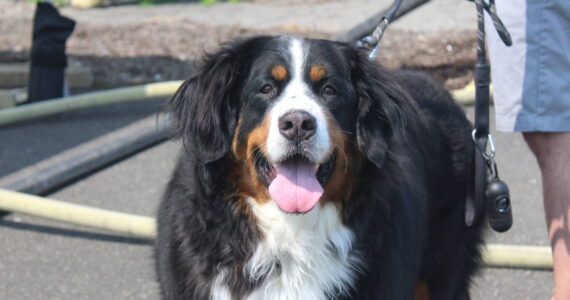 It’s National Dog Month, especially in Renton. Photo by Bailey Jo Josie/Sound Publishing