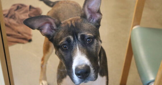 Arthur waits patiently for people at the adoption event to meet him and maybe adopt him. Photo by Bailey Jo Josie/Sound Publishing