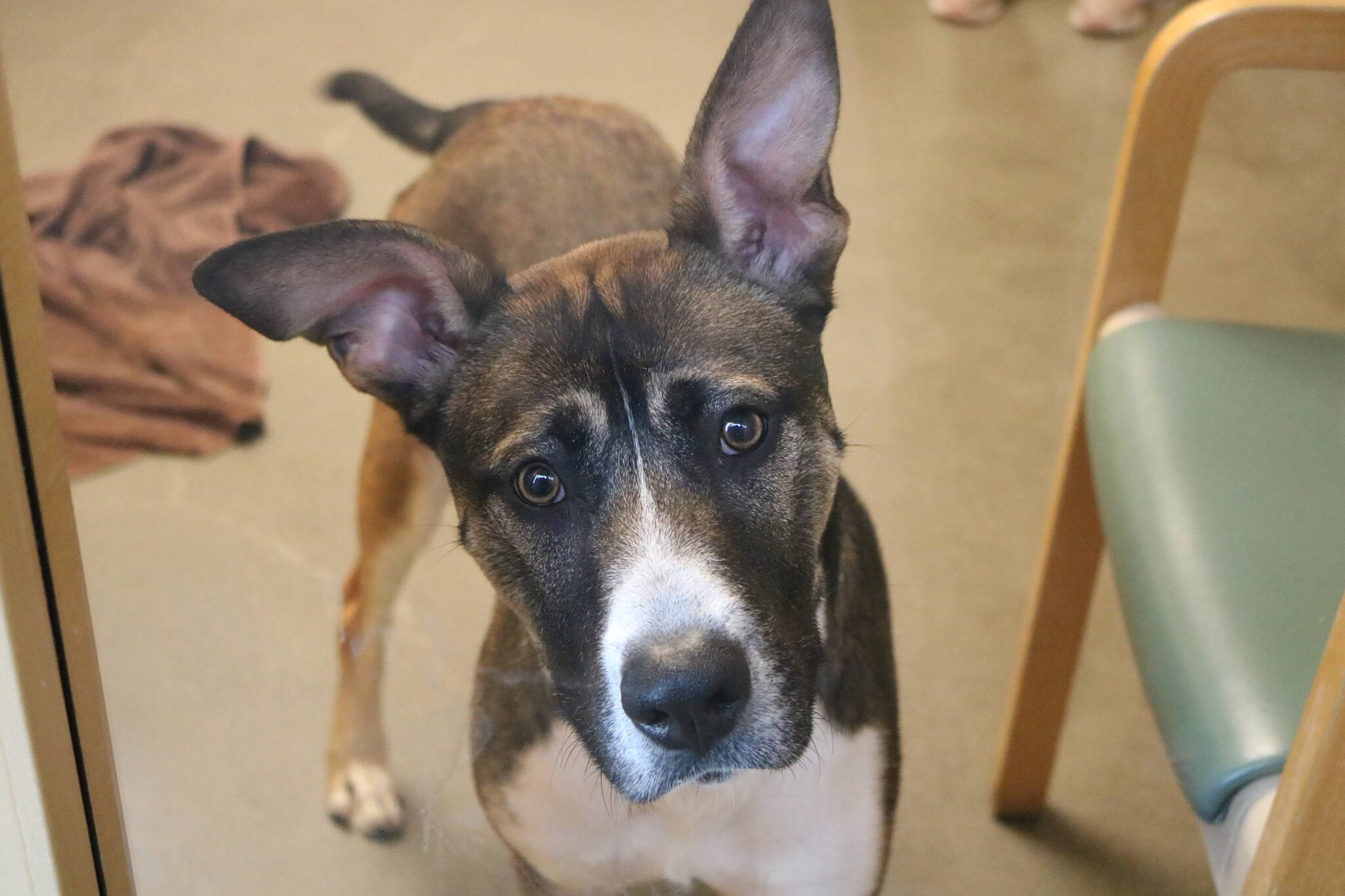 Arthur waits patiently for people at the adoption event to meet him and maybe adopt him. Photo by Bailey Jo Josie/Sound Publishing