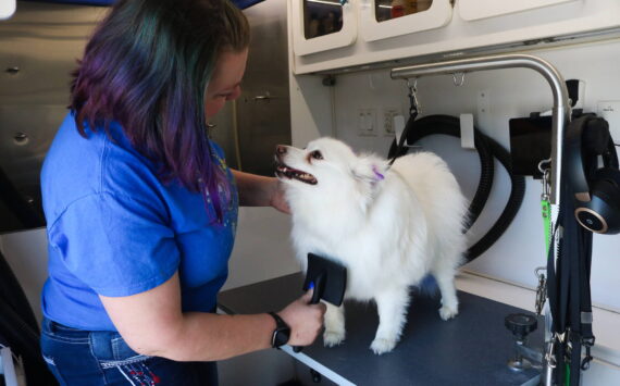 Snowball gets the 12th Paw treatment. Photo by Bailey Jo Josie/Sound Publishing.