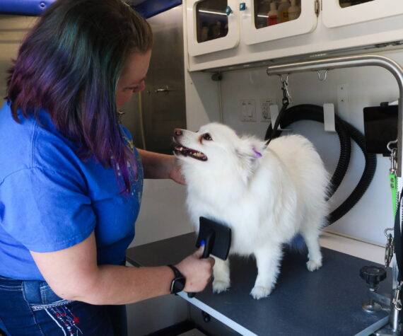Snowball gets the 12th Paw treatment. Photo by Bailey Jo Josie/Sound Publishing.